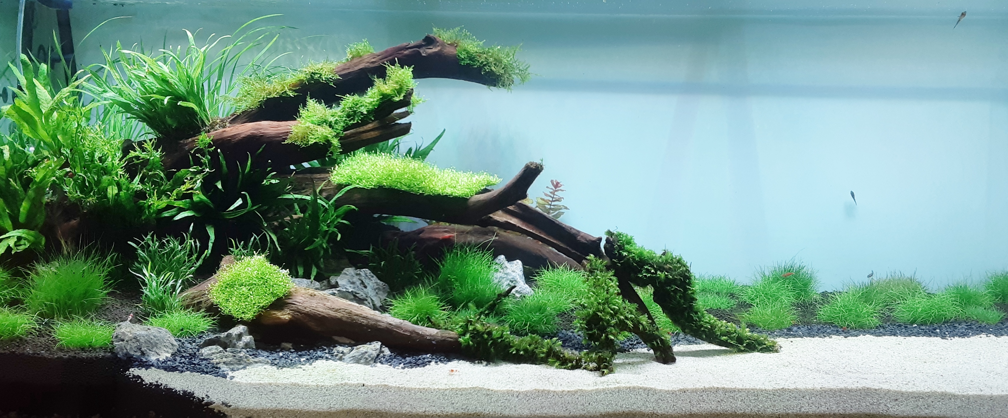 清澈的水族缸需要辛勤的工作魚